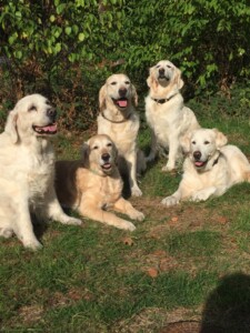 einen Geburtstagsspaziergang mit Mira am Morgen gab es auch