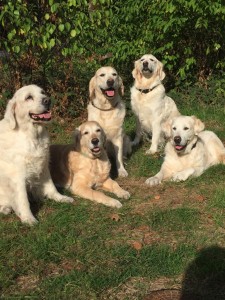 einen Geburtstagsspaziergang mit Mira am Morgen gab es auch