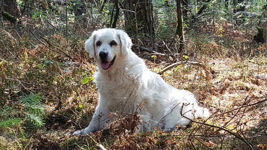 Kleine Spaziergänge werden immer noch gerne gemacht