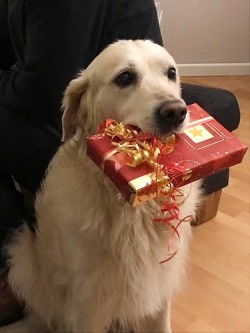 Magic freut sich auf Weihnachten