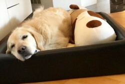 Als Geschenk gab es ein tolles Stofftier ...