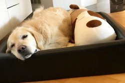 Als Geschenk gab es ein tolles Stofftier ...