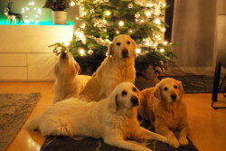 Kelly singt schon mal ein Weihnachtslied