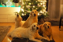 Kelly singt schon mal ein Weihnachtslied