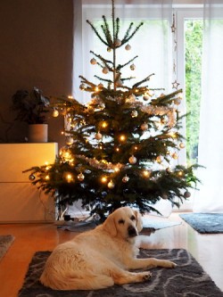 Julchens 16. Weihnachtsfest