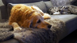 Kuschelzeit für Smilla