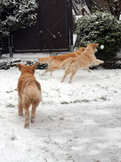 dem Schneeball hinterher