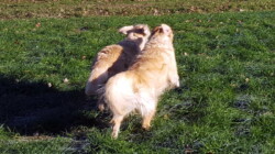 Parallellaufen (Smilla und Bailey)