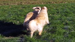 Parallellaufen (Smilla und Bailey)