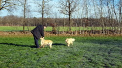 Wilko mit Nahla und Bailey