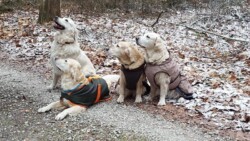 Nelly, Nahla, Smilla und Kelly