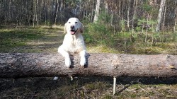 Nahla - unser heutiger Geburtstagshund  :-)