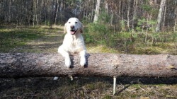 Nahla - unser heutiger Geburtstagshund :-)