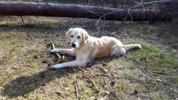 beim Stöckchenkauen