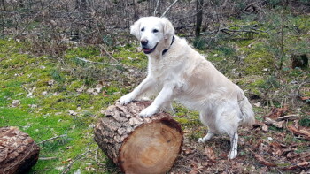für ihre 12 Jahre ist sie immer noch sehr agil unterwegs