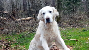 Kelly - unser heutiger Geburtstagshund :-)