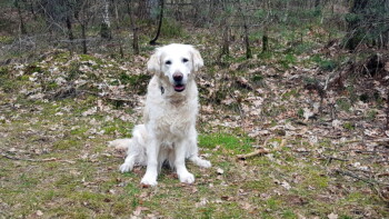 Zuhause wartet schon ein extra großer Geburtstagsknochen auf sie