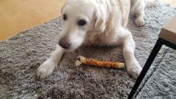 heute mal kein Geburtstagsteller, sondern eine mit Hühnchenfleisch umrandete Kaurolle