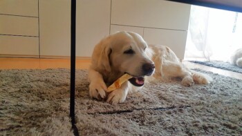 ein Blick in die Kamera ... unmöglich!