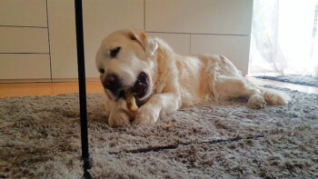 Bei Futter und Leckerlies vergisst sie die Welt um sich herum ...