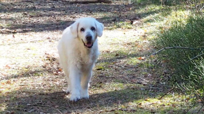 Ist sie nicht hübsch, unser Methusalem?