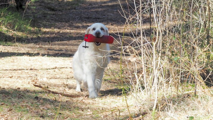 Nein, wir haben sie nicht dazu überredet: sie WOLLTE einfach :-)