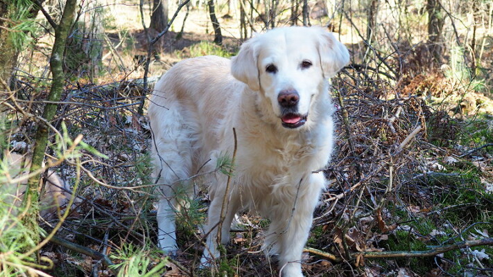 Kelly feiert bald ihren 12. Geburtstag