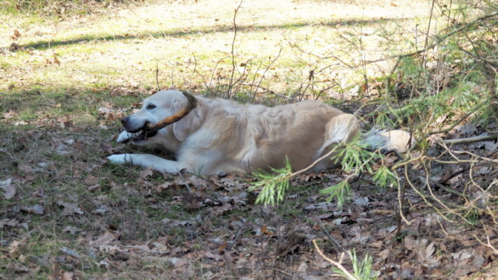 während Jula ein paar Dummies holt, beschäftigt sich Nahla mit Stöckchenkauen