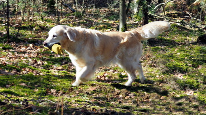 Nahla liebt es einfach Dummies zu apportieren