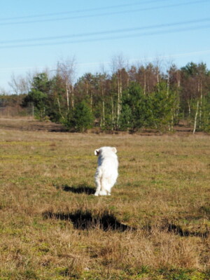 unglaublich, dieser Hund :-)