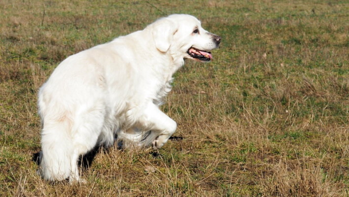 Julchen ...sie hat auch mit 15 1/2 Jahren nicht an Ausstrahlung verloren.