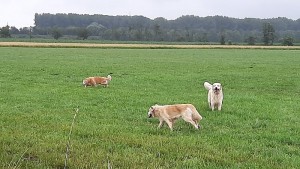 Felder und Wiesen soweit das Auge reicht - herrlich