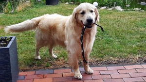 Hier trägt er sein Halsband durch die Gegend