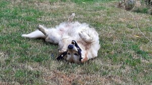 Mylo - ein Kapser durch und durch