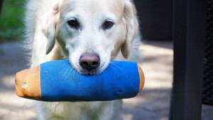 Nahla mit ihrem heißgeliebten Dummy