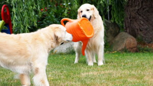 "guck mal was ich habe"