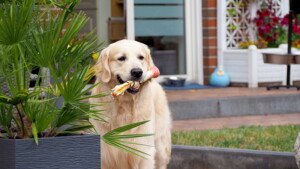 er ist - wie es sich für einen Retriever gehört - ein begeisterter Apportierer