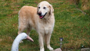 Nahla ist inzwischen mal wieder komplett abgehaart