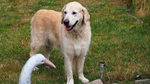 Nahla ist inzwischen mal wieder komplett abgehaart