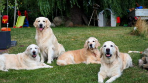 v. l. n. r. : Kelly, Mylo, Smilla und Nahla