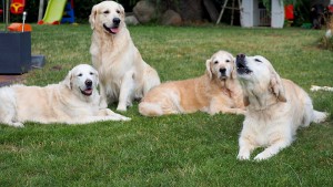 Gruppenbild zusammen mit Smilla
