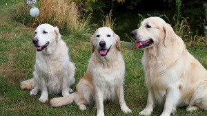 3 Generationen - Mylo (rechts) mit seiner Oma (Kelly links) und seiner Mama (Nahla mitte)