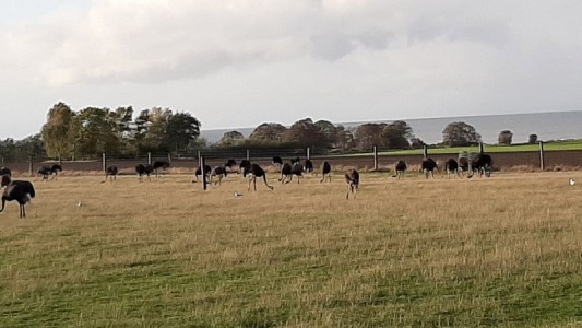 auch eine Straußen-Farm haben wir besucht
