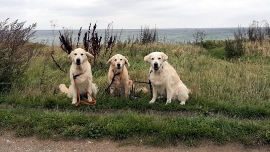 Nahla, Smilla und Kelly