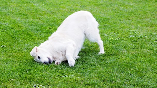 Kelly fühlt sich pudelwohl