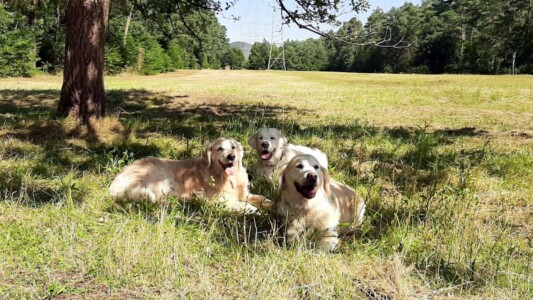 ein Schattenplatz für unsere drei
