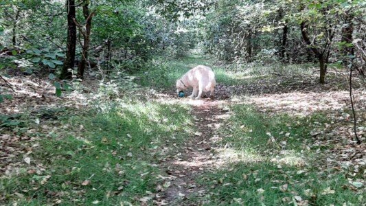 Auch mit fast 14 1/2 Jahren immer noch Freude am Apportieren: Kelly